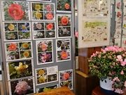 ���񂿂�񂳂�̋v���Ďs���E�̂΂��ق̓��e�ʐ^1