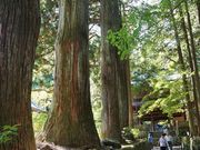 񂳂̌ÕXM؂̓eʐ^1