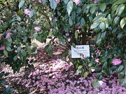 񂿂񂳂̋vĂ΂̓eʐ^1