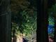 雷ちゃんさんの光前寺のスギ並木の投稿写真2