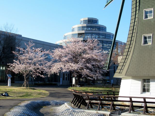 �����O�ɂ��傤�Ǘǂ��L���̍L�ꂪ����̂ŁA�t�ɂ͍��̉Ԃ����Ȃ��珬���Ȏq���B�Ɗy�����߂����܂��B_�S�R�����b�N�X�M�C