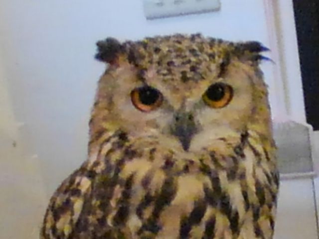 ̎ނ҂Ă܂_ӂ낤̂XJtFÉhX