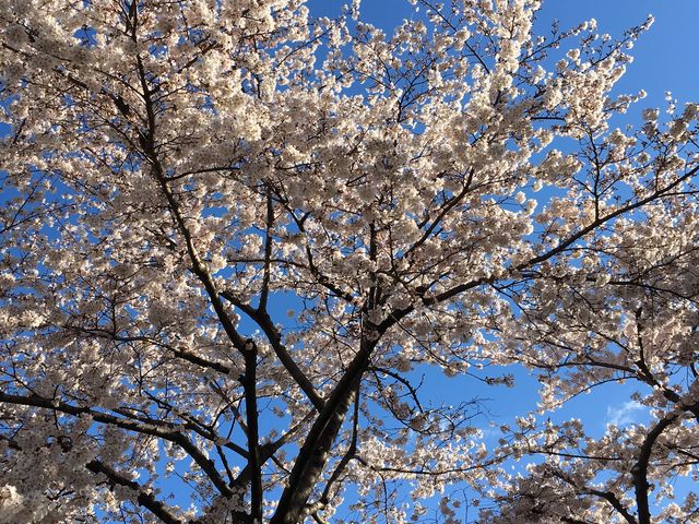 �������ꂢ�ł����B_�΃��u����