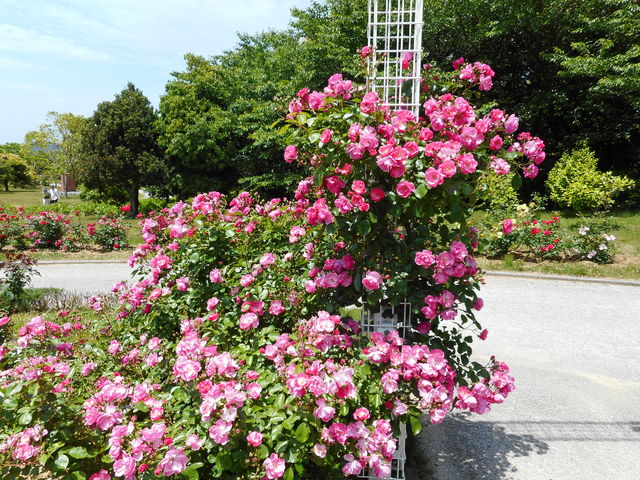 �o����_���t���b�V���p�[�N�L�Y�^�o���^�R�X���X