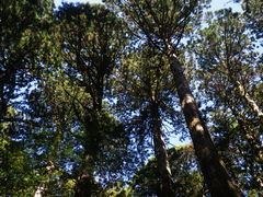 t[q[̉vKChNuւ̓eʐ^1