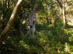 傤񂳂̉vKChNuւ̓eʐ^1