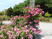 �܂�܂���̃��t���b�V���p�[�N�L�Y�^�o���^�R�X���X�̓��e�ʐ^1