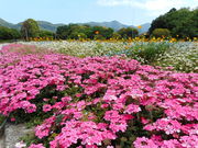 �܂�܂���̃��t���b�V���p�[�N�L�Y�̓��e�ʐ^1