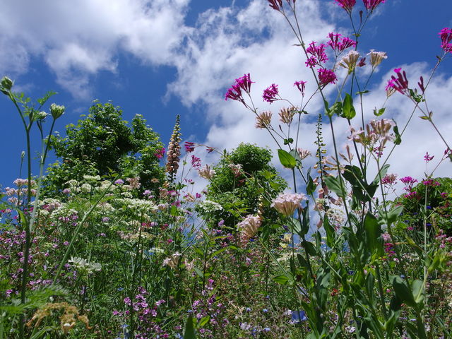 ��܂ł��Ԃ�_�K�[�f���~���[�W�A����b