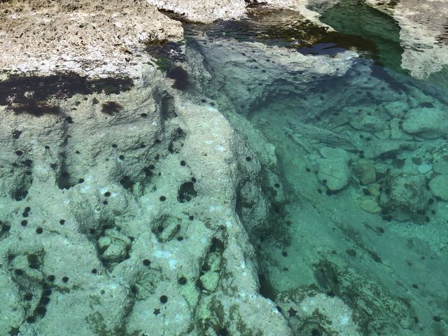 �������̂悤�Ɍ�����A�E�j�ƃq�g�f������������_����`�����Y�ό��D�u���̊C�����v�y�x�Ɓz