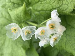 Gq̒Jxbz by 샊][gւ̓eʐ^1