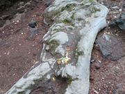 ͂邿񂳂̉Pq͌ὠeʐ^1