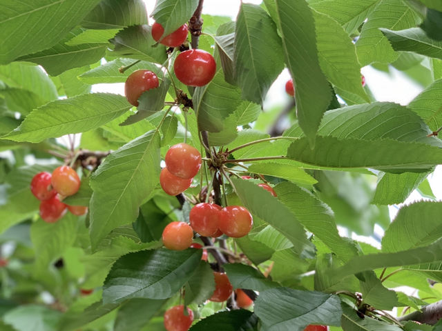 �������������ł�_���������̏h�ό��ʎ���