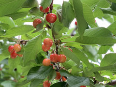 }[~[̂̏hόʎւ̓eʐ^1