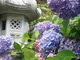 静さんの大滝山福生寺西法院の紫陽花の投稿写真3