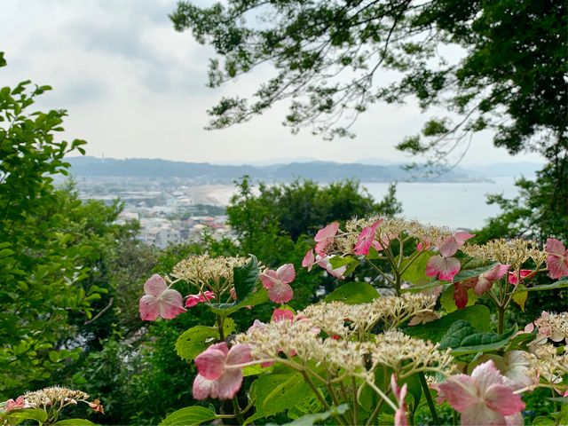 �y���J���̃A�W�T�C�z���i�ɑ��͘p�������܂�_���J���̃A�W�T�C