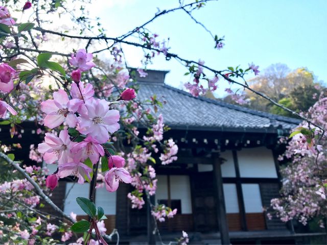 �y�������̃J�C�h�E�z�D�����؂₩��_�������̃J�C�h�E