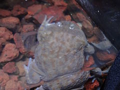 takeshikさんのKawazoo 体感型カエル館の投稿写真8