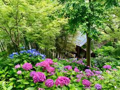 �߂̂�����̒��J���̃A�W�T�C�ւ̓��e�ʐ^1