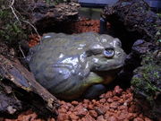 takeshikKawazoo ̊^JGق̓eʐ^4