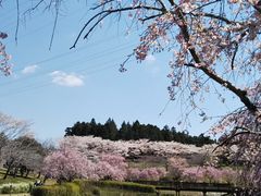 常陸風土記の丘の口コミ一覧 じゃらんnet