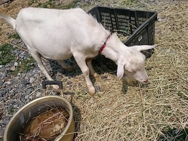 ���z�ԉ��Ń��M�Ƃ��G�ꂠ��_��ږ�i�Ƃ�́j�n��E���n��