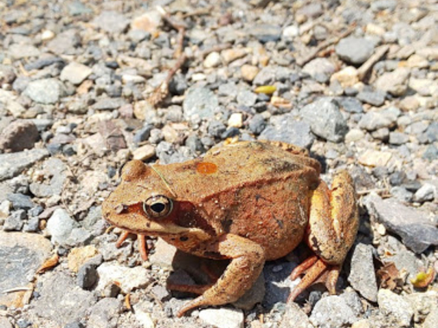 ӂUۂɁAo܂(L`*)_唟