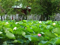 鶴岡八幡宮のハスの花 アクセス 営業時間 料金情報 じゃらんnet