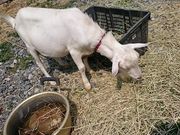 񂿂񂳂̏ږiƂ́jnEn̓eʐ^1