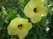 񂿂񂳂̃n}{E̓eʐ^1