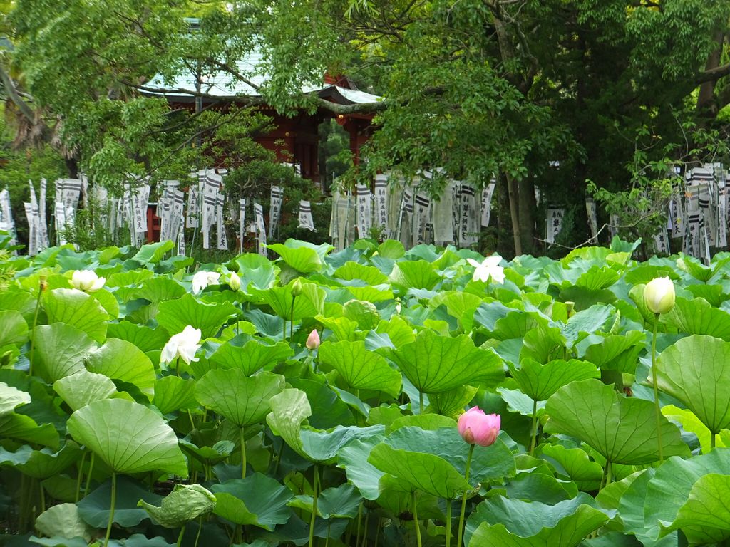 平塚駅周辺の動物園 植物園ランキングtop10 じゃらんnet