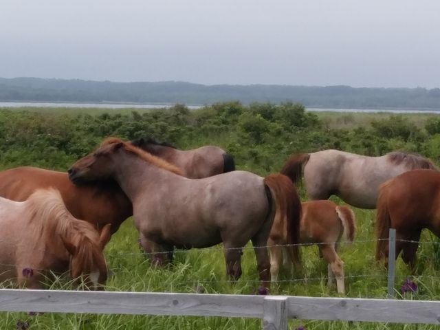 �����ԉ��̃V���E�u�Ɣn�Ɵ�����_�����ԉ��q��