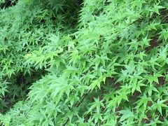 �J�R����̋������ւ̓��e�ʐ^1