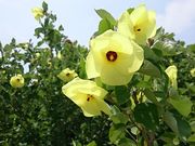 �܂�܂���̃n�}�{�E�̓��e�ʐ^1