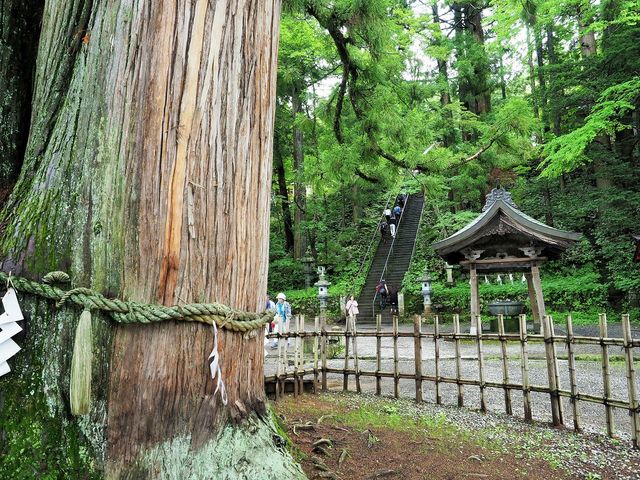 推定樹齢約700年目通り約7m　
_戸隠神社　中社