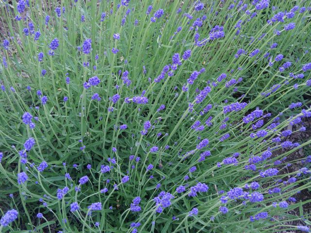 �܂��Ⴂ_���x���_�[��