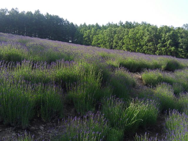 ���ꂩ��炫���낤�̂ł��傤_���x���_�[��