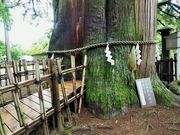 񂳂̌ˉB_Ё@Ђ̓eʐ^10