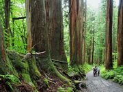 񂳂̉ЎQ̃XM؂̓eʐ^5