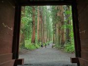 񂳂̉ЎQ̃XM؂̓eʐ^6