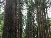 񂳂̉ЎQ̃XM؂̓eʐ^7