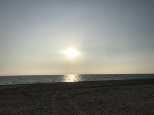 �[���_�j�l�C������