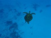 �Ðh�F����̈��^�r�[�`�̓��e�ʐ^5