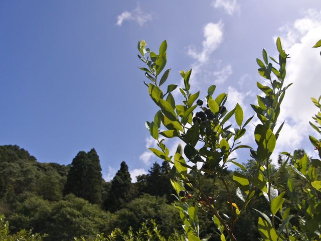 �u���[�x���[�̖�_���ꂢ��Ђ邸