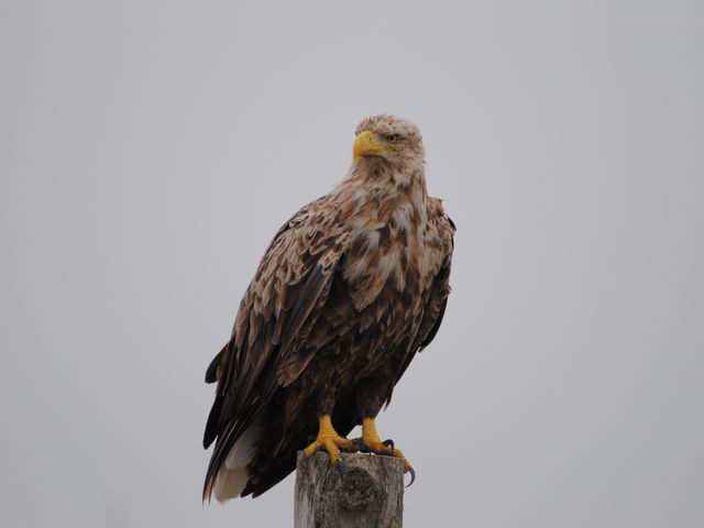 ԃXy[XŃIWVo}ĂꂽIbLOO_t