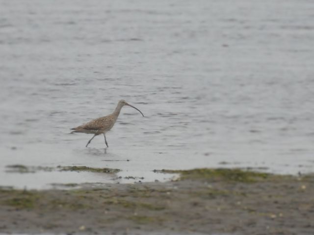 �V�M�H���O���킩��Ȃ�_�t����