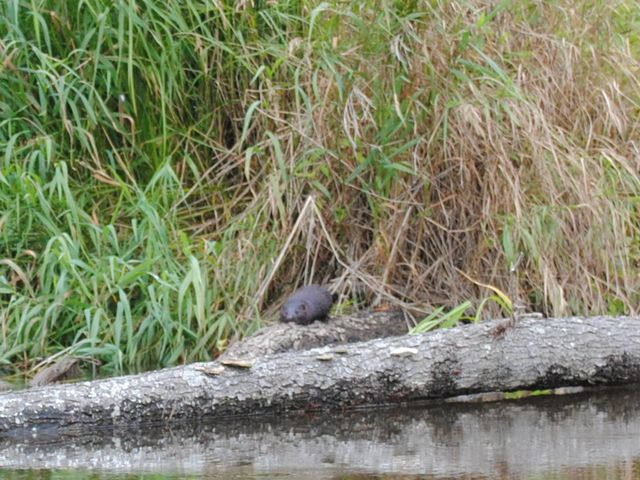 �~���N�ł�_������ЃJ�k�[�v��