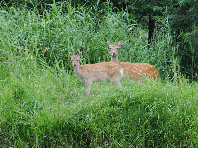 ���Ɏ�������_������ЃJ�k�[�v��