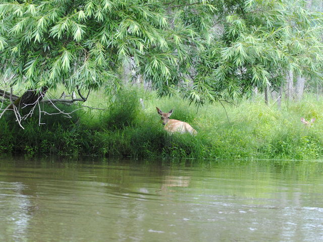 �����ɂ���_������ЃJ�k�[�v��