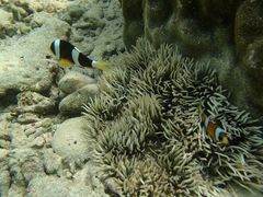 ݁[̐̓A@Dive@ւ̓eʐ^1